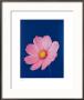 Cosmos Mauve On Reflex Blue by Masao Ota Limited Edition Print