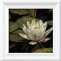 Lotus Jewel I - Mini by Jan Sacca Limited Edition Print