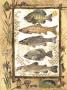 Fish Sampler by Anita Phillips Limited Edition Pricing Art Print