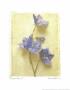 Campanula I by Amy Melious Limited Edition Print