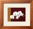 Orchid Study Ii by Ann Parr Limited Edition Print