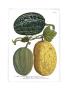 Antique Melons I by Weimann Limited Edition Print