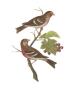 Antique Bird Pair Ii by James Bolton Limited Edition Pricing Art Print
