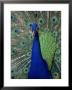 Peacock Showing Off by Larry Lipsky Limited Edition Print