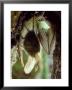Common Long-Eared Bat, Hanging Upside-Down by David Boag Limited Edition Print