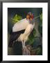 King Vulture, With Full Crop, Tambopata River, Peruvian Amazon by Mark Jones Limited Edition Print