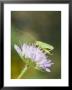 Oak Bush Cricket, Adult On Cornflower Head, Uk by Mike Powles Limited Edition Print