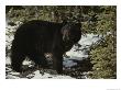 A Black Bear Takes A Look Around by Michael S. Quinton Limited Edition Pricing Art Print