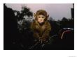 A Young Pet Monkey Sits For His Portrait by Steve Winter Limited Edition Pricing Art Print