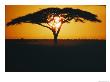 Sunset And Trees, Serengeti Plains, Tanzania by Skip Brown Limited Edition Print
