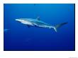 A Silky Shark by Brian J. Skerry Limited Edition Pricing Art Print