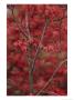 Japanese Maple Trees (Acer Palmatum) by Darlyne A. Murawski Limited Edition Pricing Art Print