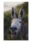 Close View Of A Braying Donkey by Jodi Cobb Limited Edition Pricing Art Print