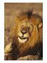 Male African Lion Dozing In The Sun by Norbert Rosing Limited Edition Print
