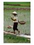 Farm Worker In Rice Paddy, Vietnam by Craig Pershouse Limited Edition Print