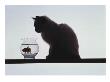 Cat Looking At Fish In Fishbowl by Ewing Galloway Limited Edition Print