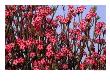 The Dry Country Flower, Impala Lily Scrub, Mole National Park, Northern, Ghana by Ariadne Van Zandbergen Limited Edition Print