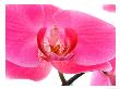 Orchids At Spring Garden Show, Fl by Pat Canova Limited Edition Print