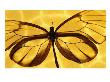 Butterfly Native To Solomon Islands by Catrina Genovese Limited Edition Pricing Art Print