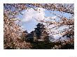 Himeji-Jo Castle And Cherry Blossom, Himeji, Japan by Martin Moos Limited Edition Print