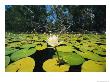 Water Lilies, Jardine River, Cape York Peninsula, Australia by Joe Stancampiano Limited Edition Print