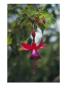 A Beautiful Red And Purple Hanging Flower Blossom by David Evans Limited Edition Print