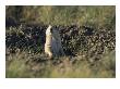 A Black-Tailed Prairie Dog Peers Over The Entrance To Its Burrow by Raymond Gehman Limited Edition Print