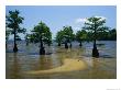 A Stand Of Cypress Trees On A Coastal Plain by Raymond Gehman Limited Edition Pricing Art Print