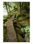 Trail To Punchbowl Cove, Misty Fiords National Monument by Michael Melford Limited Edition Print