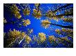 Looking Up At Aspen Grove, Telluride, Usa by Woods Wheatcroft Limited Edition Print