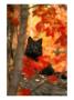 Black Timber Wolf Behind Autumn Foliage by Don Grall Limited Edition Print