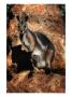 Yellow Footed Rock-Wallaby (Petrogale Xanthopus), Idalia National Park, Queensland, Australia by Mitch Reardon Limited Edition Print
