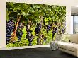 Close Up Of Grapes At Hofkellerei Winery, Liechtenstein by Bill Bachmann Limited Edition Print
