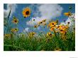 Wild Sunflowers In A Field by Joel Sartore Limited Edition Pricing Art Print