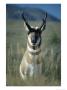 Close Portrait Of A Pronghorn by Michael S. Quinton Limited Edition Print