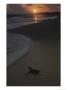A Newly-Hatched Green Sea Turtle Makes Its Way To The Surf by Kenneth Garrett Limited Edition Print