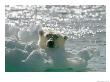 A Polar Bear In The Water Peers Up Over A Chunk Of Ice by Norbert Rosing Limited Edition Print