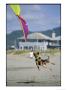 A German Shepherd Leaps For A Kite On The Beach At The Lincoln City Kite Festival by Phil Schermeister Limited Edition Print