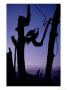 Peacocks Silhouetted In Remains Of Trees After Hurricane Andrew by Joel Sartore Limited Edition Print