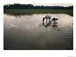 Mennonite Farm Child With Horse In A Water Hole by Randy Olson Limited Edition Print