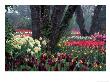 Tulips In Display Garden, Mt. Vernon, Laconner, Wa by Christopher Jacobson Limited Edition Print