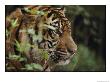 A Sumatran Tiger In The Asian Domain Exhibit by Michael Nichols Limited Edition Print