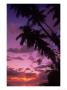 Palm Trees With Sunset, Hawaii by Walter Bibikow Limited Edition Pricing Art Print