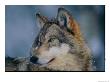 Gray Wolf At The International Wolf Center by Joel Sartore Limited Edition Print