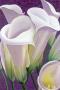 Purple Lilies by Sophia Dare Dentiste Limited Edition Print