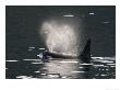A Male Killer Whale Exhales Through His Blowhole In Johnstone Strait by Ralph Lee Hopkins Limited Edition Pricing Art Print
