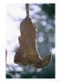 An Old Boot Decorates The Gate Of An Alleyway In Chimayo by Stephen St. John Limited Edition Print