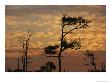 Twilight View Of Silhouetted Loblolly Pines On A Marsh Trail by Raymond Gehman Limited Edition Print