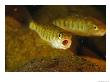 Atlantic Salmon Smolts by Paul Nicklen Limited Edition Print