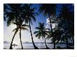Coconut Trees On Beach, Nassau, Bahamas by Dennis Johnson Limited Edition Pricing Art Print